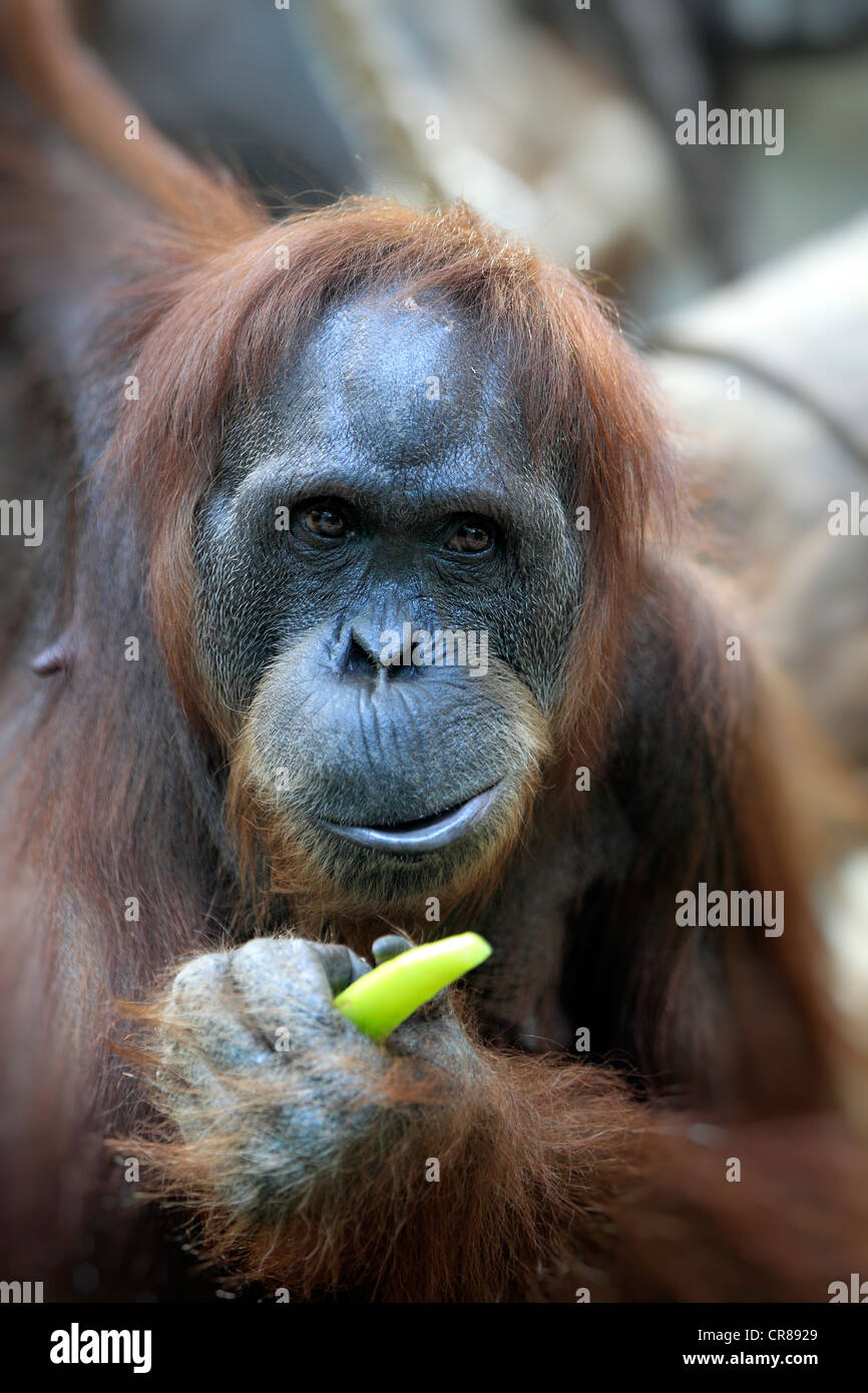 Orang-outan (Pongo pygmaeus), femme, l'alimentation, portrait, Singapour, l'Asie Banque D'Images