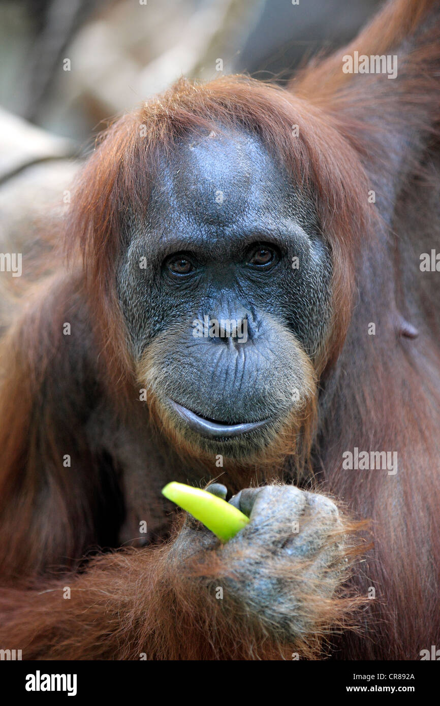 Orang-outan (Pongo pygmaeus), femme, l'alimentation, portrait, Singapour, l'Asie Banque D'Images