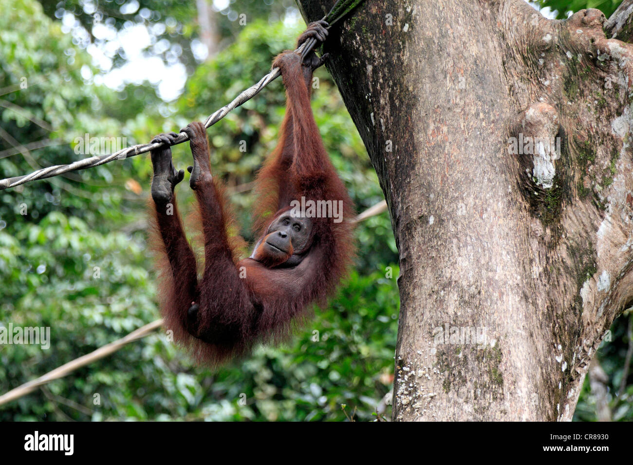Orang-outan (Pongo pygmaeus), adulte, femme, sur une liane, Centre de réhabilitation de Sepilok, Sabah, Bornéo, Malaisie, Asie Banque D'Images