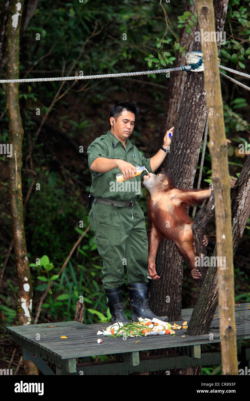 Orang-outan (Pongo pygmaeus), les jeunes d'être nourri au biberon par un gardien, Centre de réhabilitation de Sepilok, Sabah, , Asie Banque D'Images