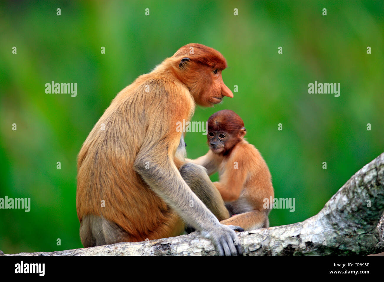 Proboscis Monkey ou singe bec long (Nasalis larvatus), la mère avec les jeunes, Labuk Bay, Sabah, Bornéo, Malaisie, Asie Banque D'Images