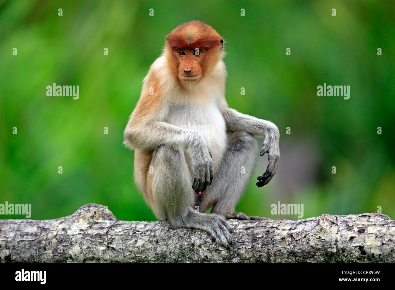 Proboscis Monkey ou singe bec long (Nasalis larvatus), homme, sur arbre, Labuk Bay, Sabah, Bornéo, Malaisie, Asie Banque D'Images