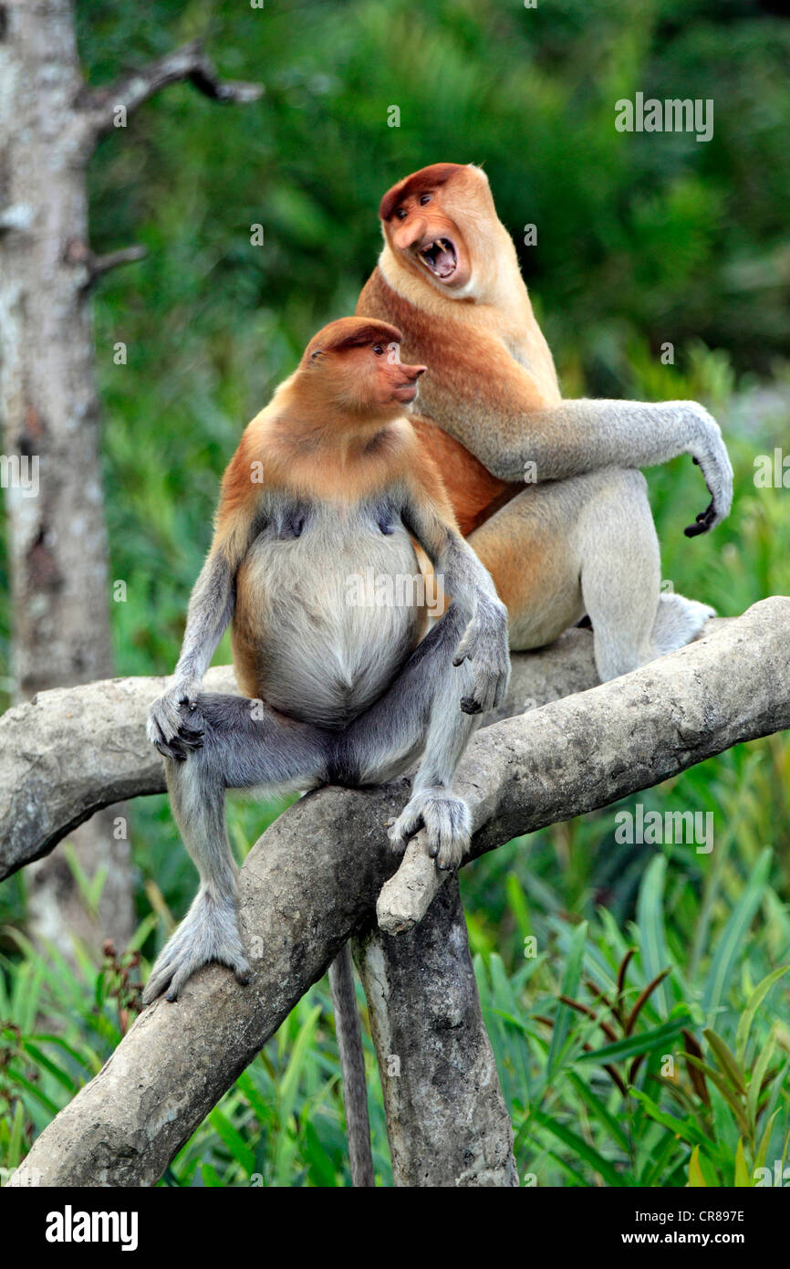 Proboscis Monkey ou singe bec long (Nasalis larvatus), homme, sur arbre, Labuk Bay, Sabah, Bornéo, Malaisie, Asie Banque D'Images