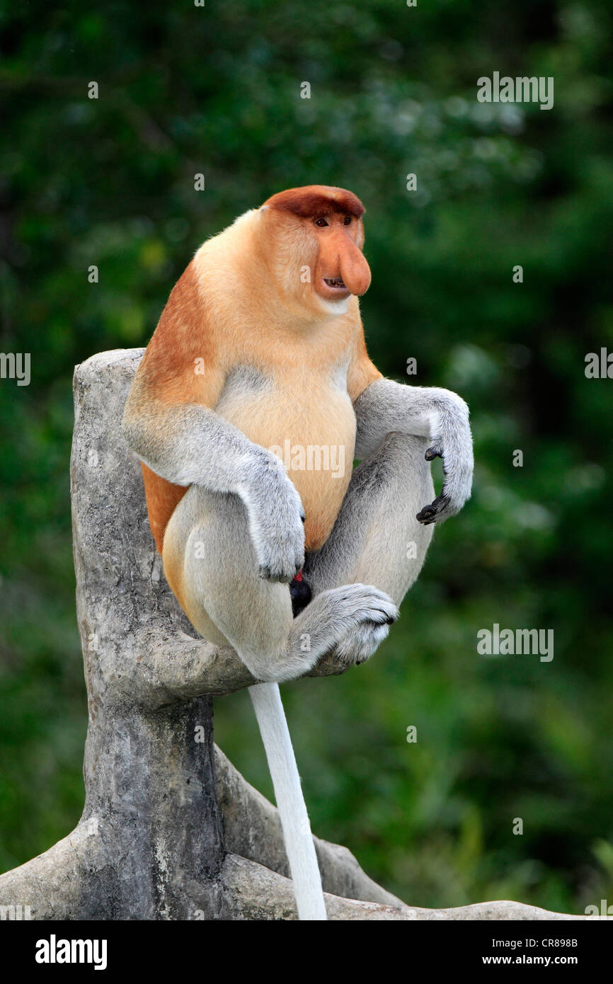 Proboscis Monkey ou singe bec long (Nasalis larvatus), homme, sur arbre, Labuk Bay, Sabah, Bornéo, Malaisie, Asie Banque D'Images
