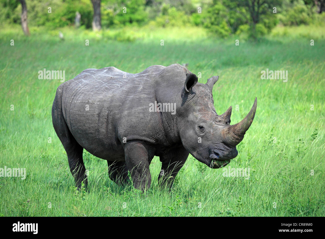 Rhinocéros blanc ou Square-lipped Rhinoceros (Ceratotherium simum), manger, Sabi Sabi Game Reserve, Kruger National Park Banque D'Images