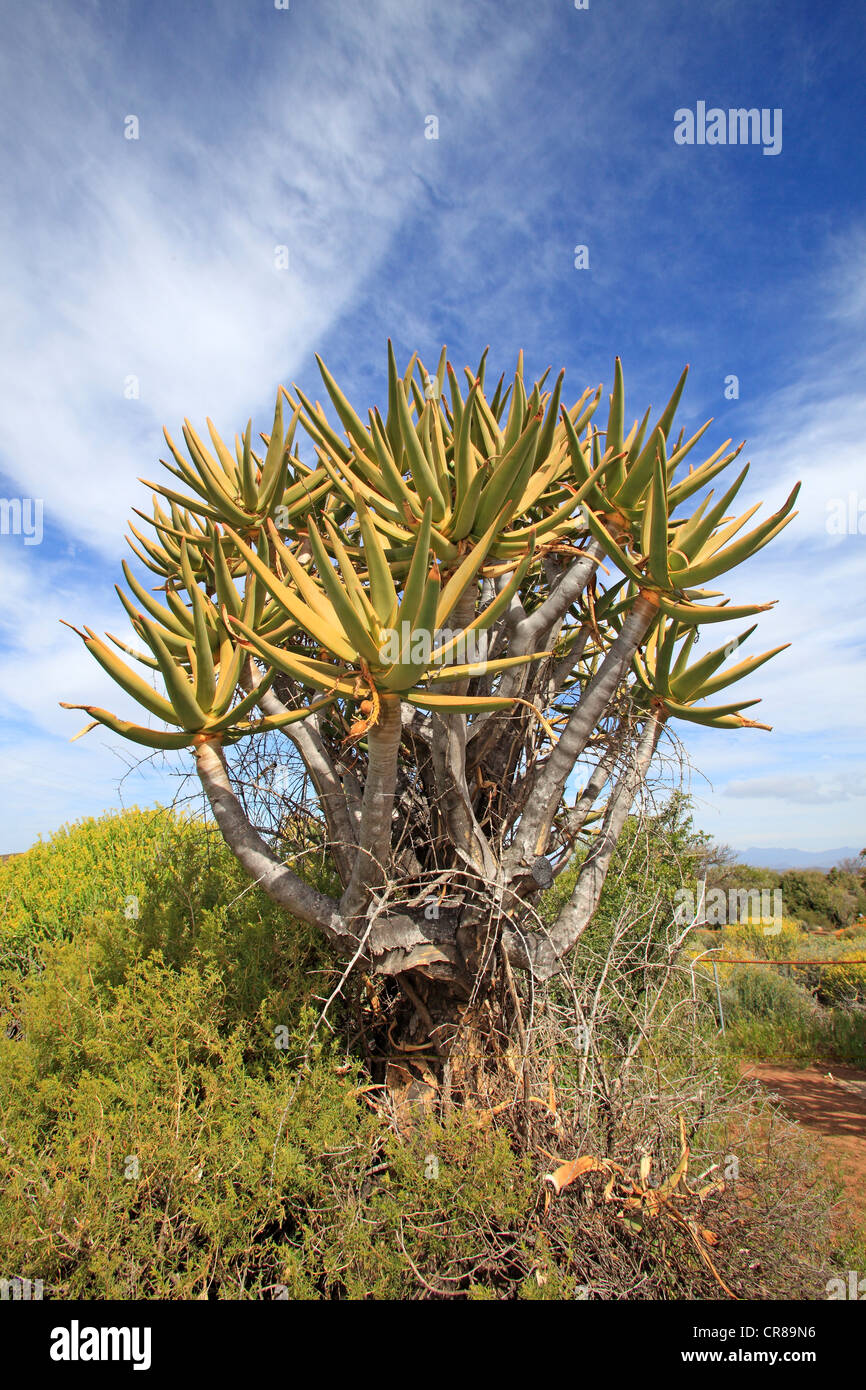 Quiver Tree ou Kokerboom (Aloe dichotoma), Jardin botanique du Désert du Karoo, Worcester, Western Cape, Afrique du Sud, l'Afrique Banque D'Images