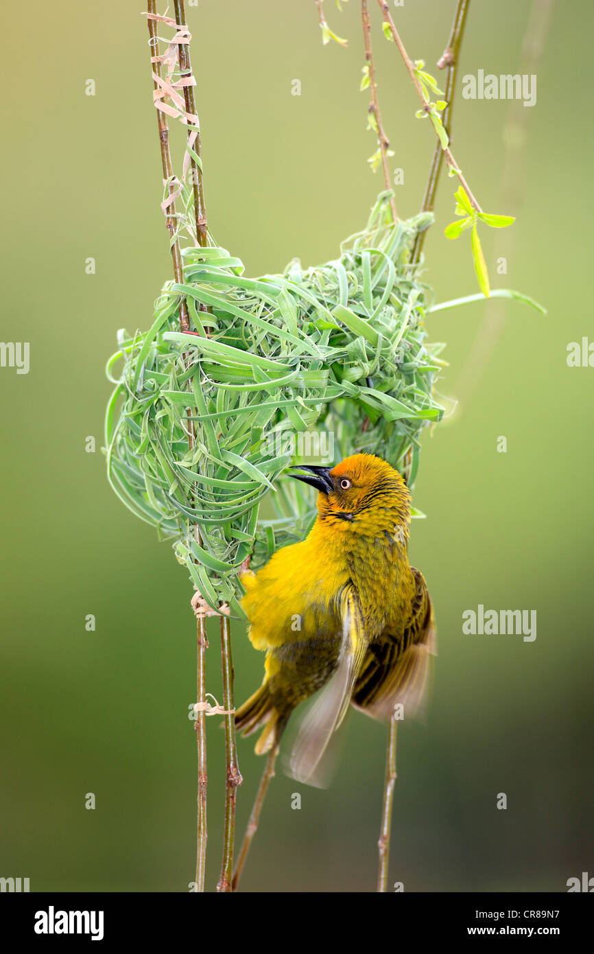 Cape Weaver (Textor capensis), homme, le comportement de cour, nid, Stellenbosch, Afrique du Sud, l'Afrique Banque D'Images