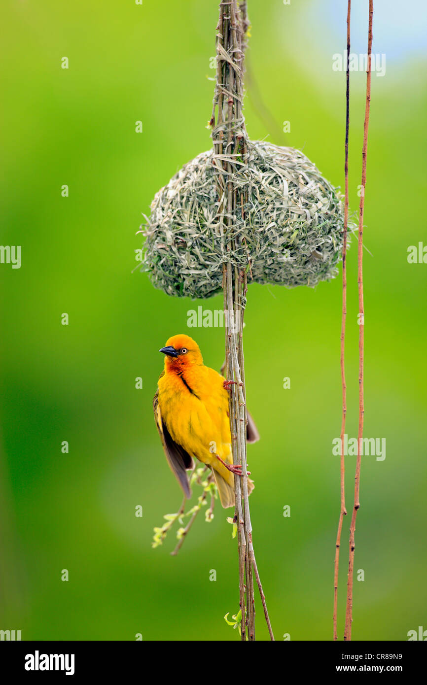 Cape weaver (Textor capensis), homme près de nid, Stellenbosch, Afrique du Sud, l'Afrique Banque D'Images