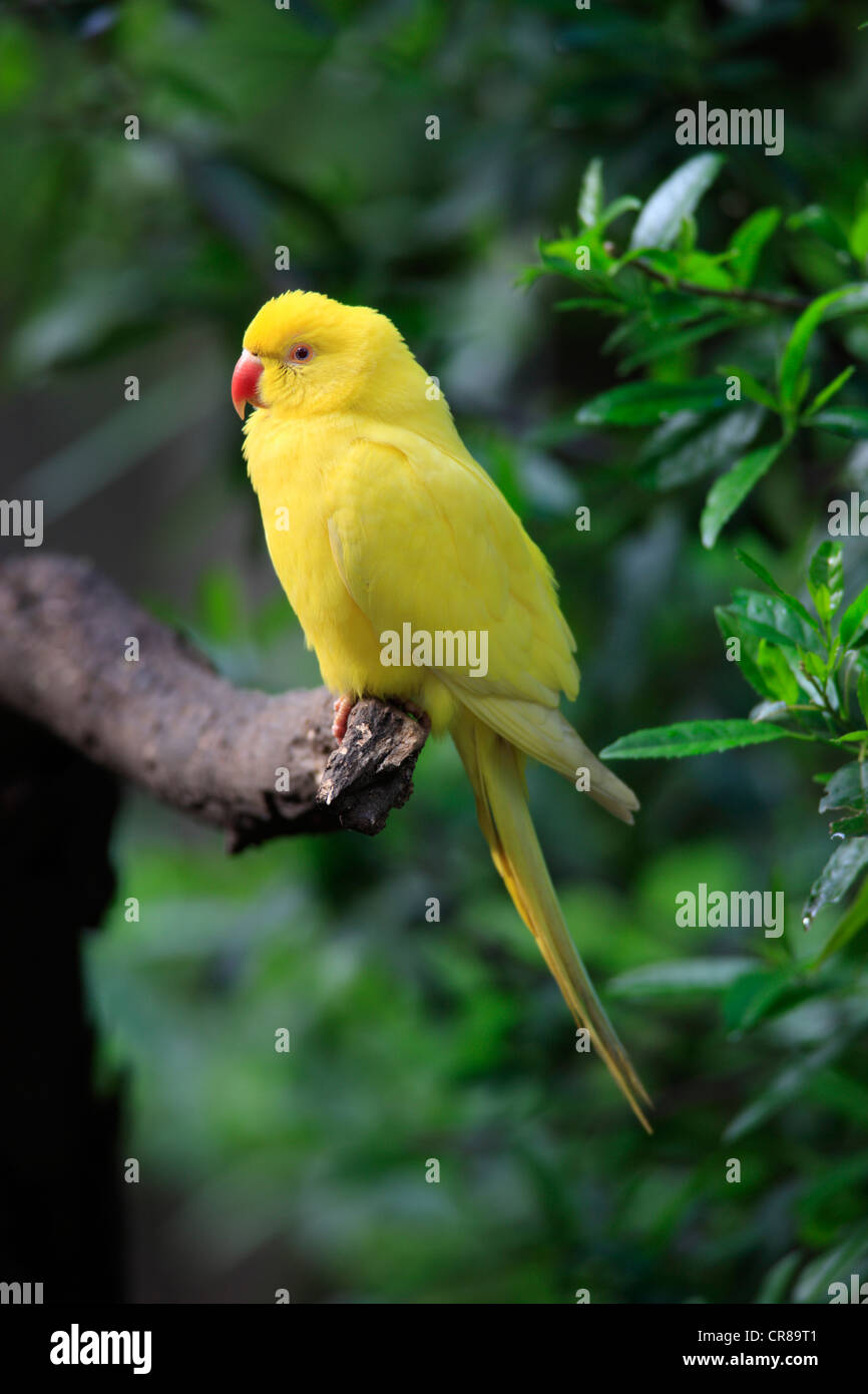 Héron pourpré ou Fuligules Ã collier (Parakeet Psittacula krameri) cultivar, perché, Afrique du Sud, l'Afrique Banque D'Images