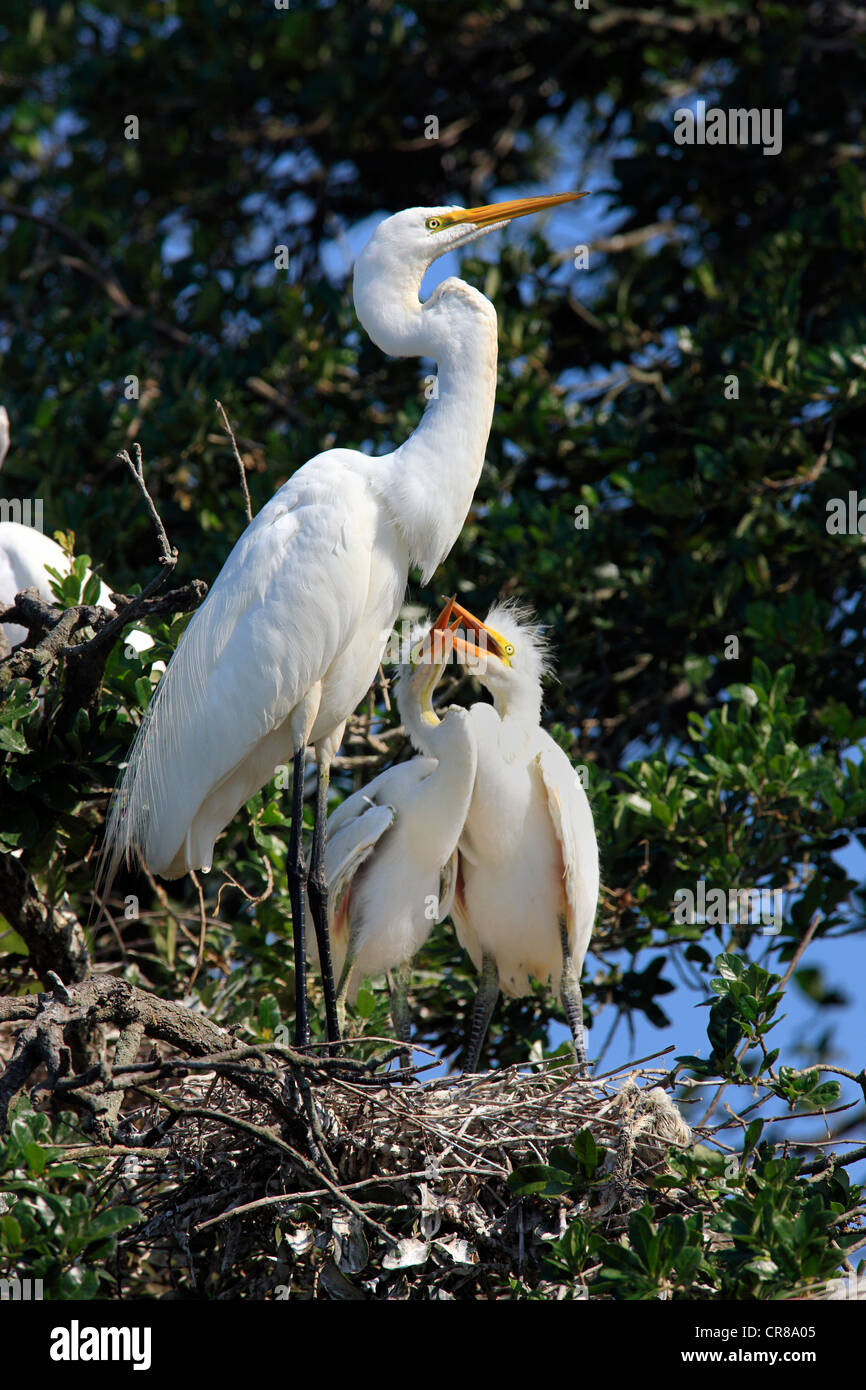 Grande Aigrette (Egretta alba), Florida, USA, les jeunes oiseaux mendier de la nourriture à partir d'un nid d'oiseaux adultes dans la Banque D'Images
