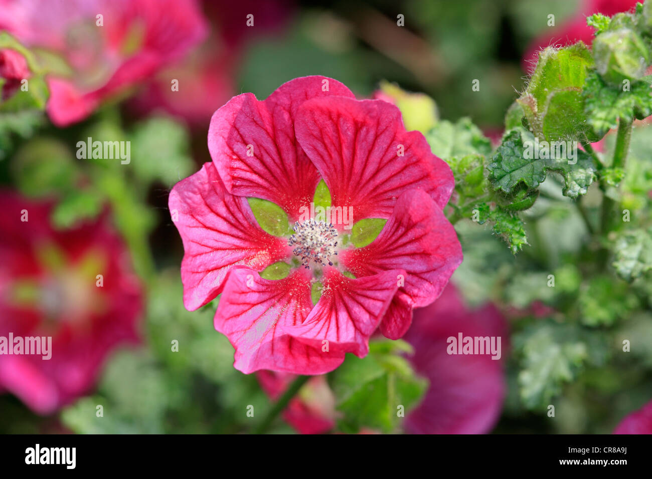 Anisodontea Banque de photographies et d'images à haute résolution - Alamy