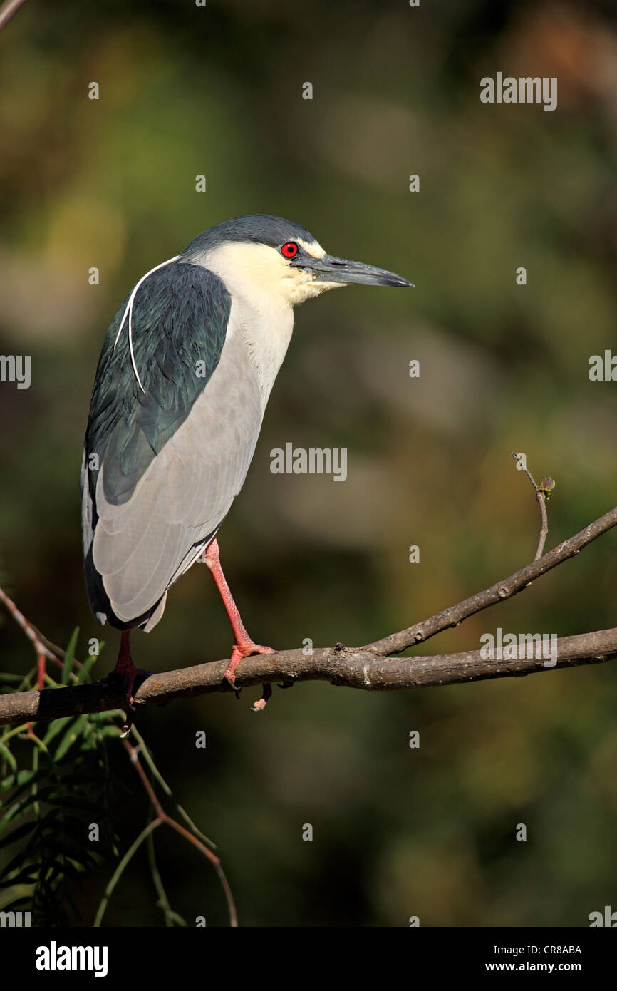 Bihoreau gris (Nycticorax nycticorax), adulte, perché, California, USA Banque D'Images