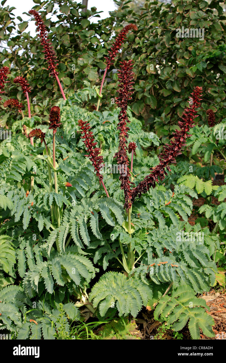 Miel géant fleur ou Kruidjie-roer-ma-nie (Melianthus major), la floraison, Californie, USA, Amérique Latine Banque D'Images Miel géant fleur ou Kruidjie-roer-ma-nie (Melianthus major), la floraison, Californie, USA, Amérique Latine Banque D'Images