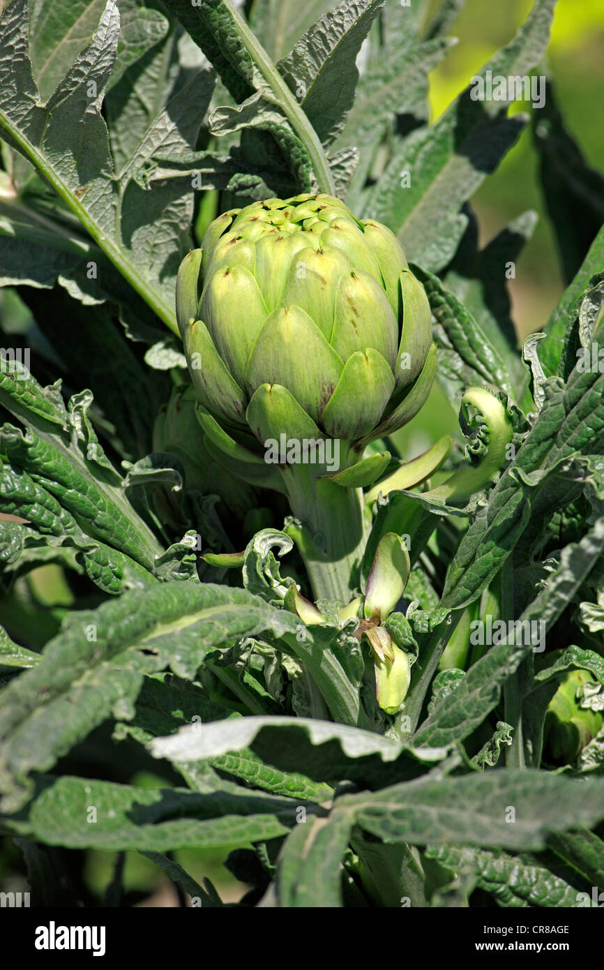Artichaut (Cynara scolymus), plantation, Castroville, Californie, USA, Amérique Latine Banque D'Images