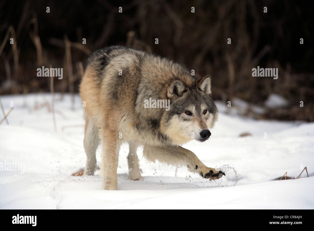 Wolf (Canis lupus), alimentation, neige, hiver, Montana, USA Banque D'Images