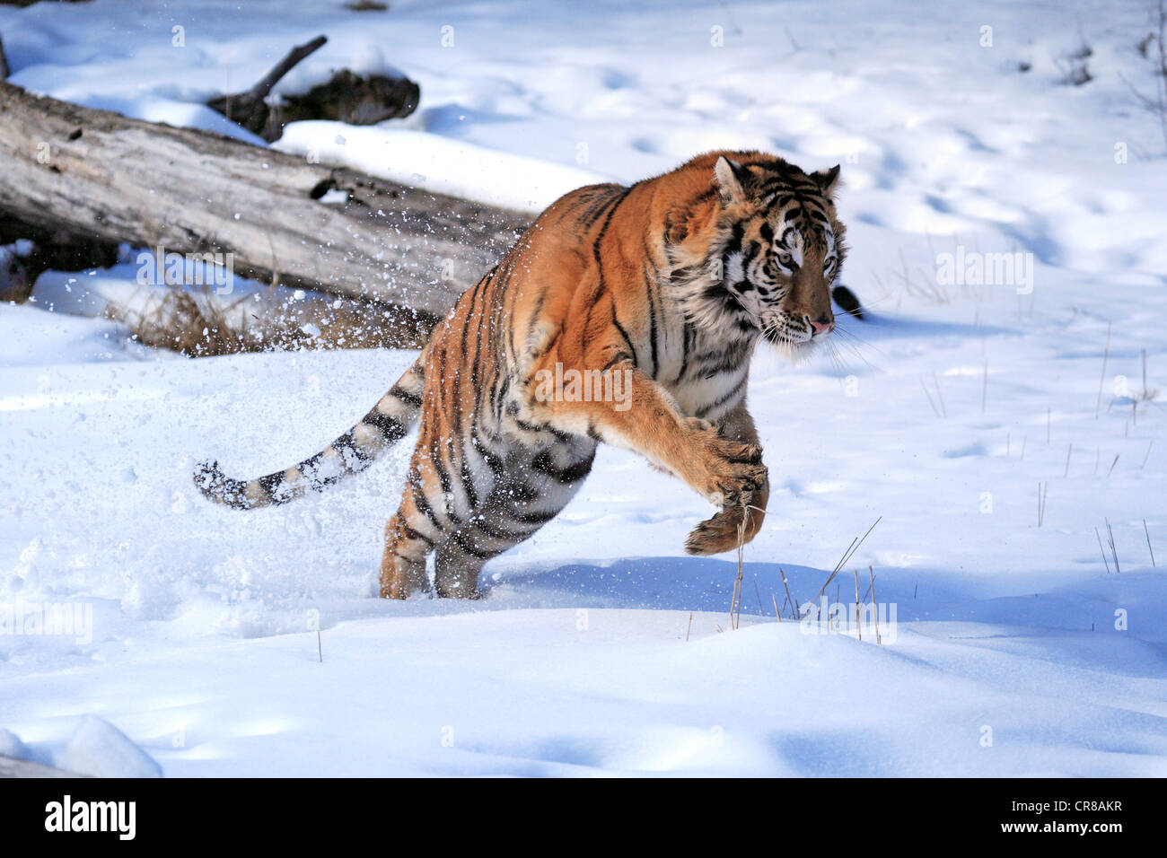Tigre de Sibérie (Panthera tigris altaica), sauter, neige, hiver, l'Asie Banque D'Images