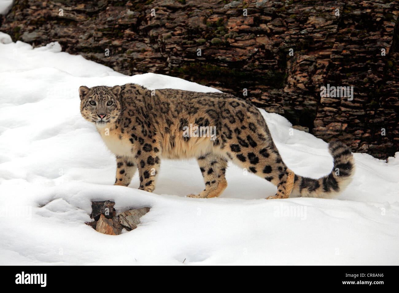 Léopard des neiges (Uncia uncia), adulte, nourriture, neige, hiver, l'Asie Banque D'Images