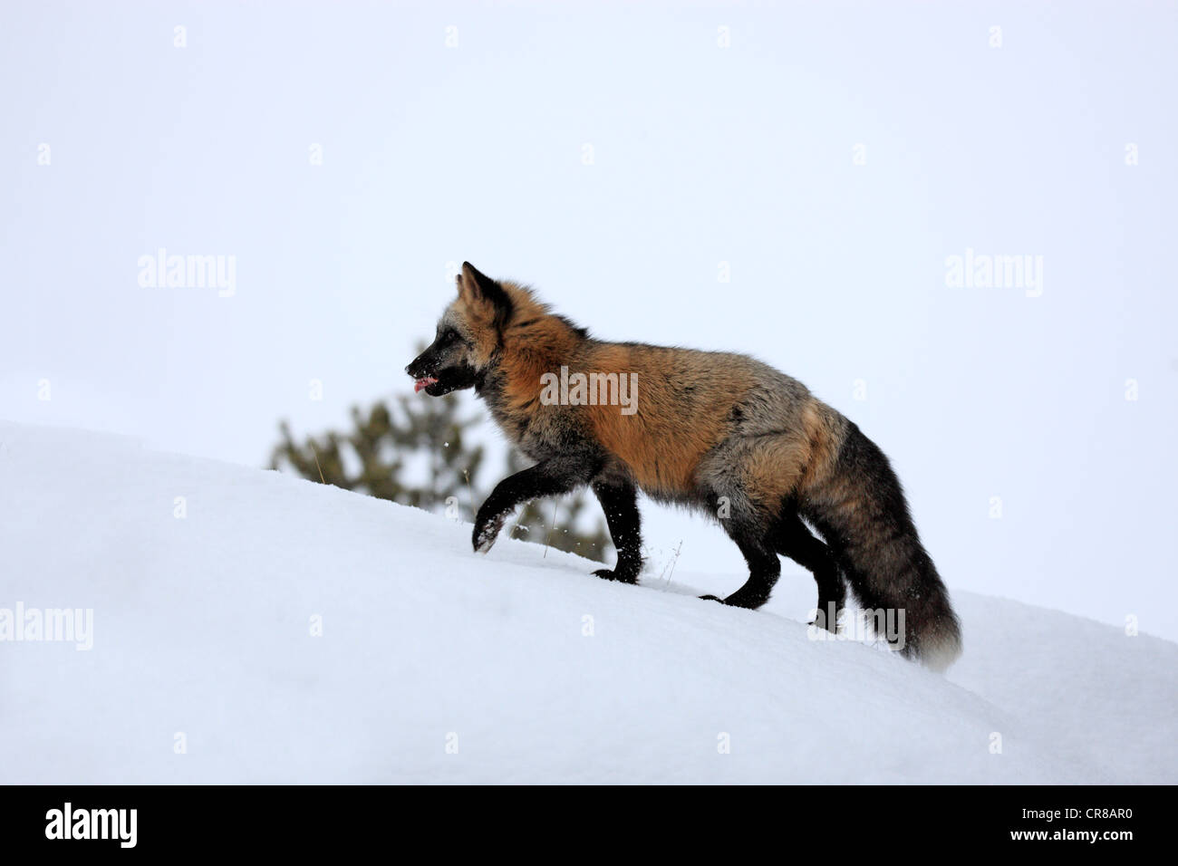 North American Red Fox (Vulpes vulpes), adulte, de nourriture dans la neige, hiver, Montana, USA Banque D'Images