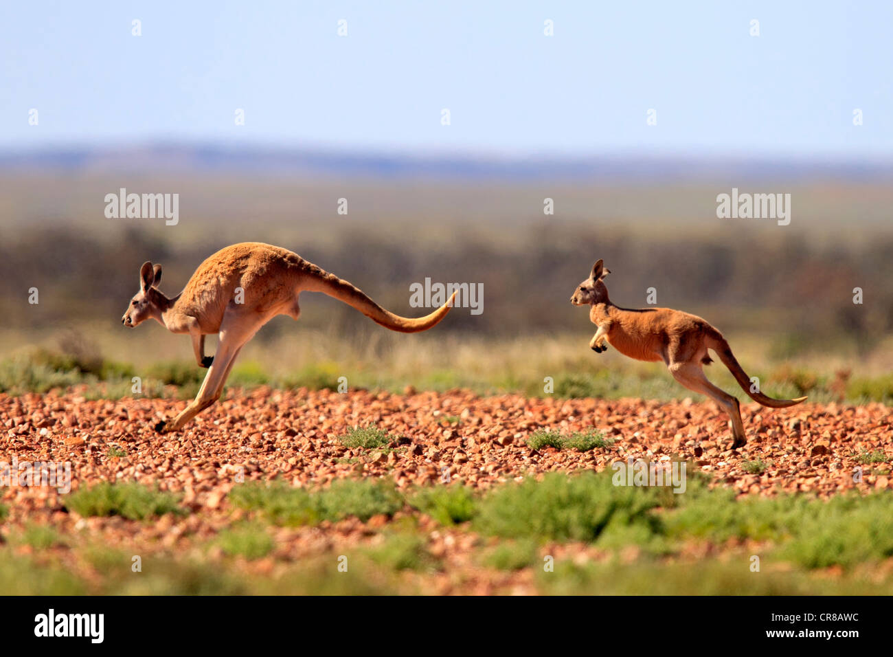 Kangourou rouge (Macropus rufus) femelle adulte de saut et les jeunes, Burnley, Sturt National Park, New South Wales, Australie Banque D'Images