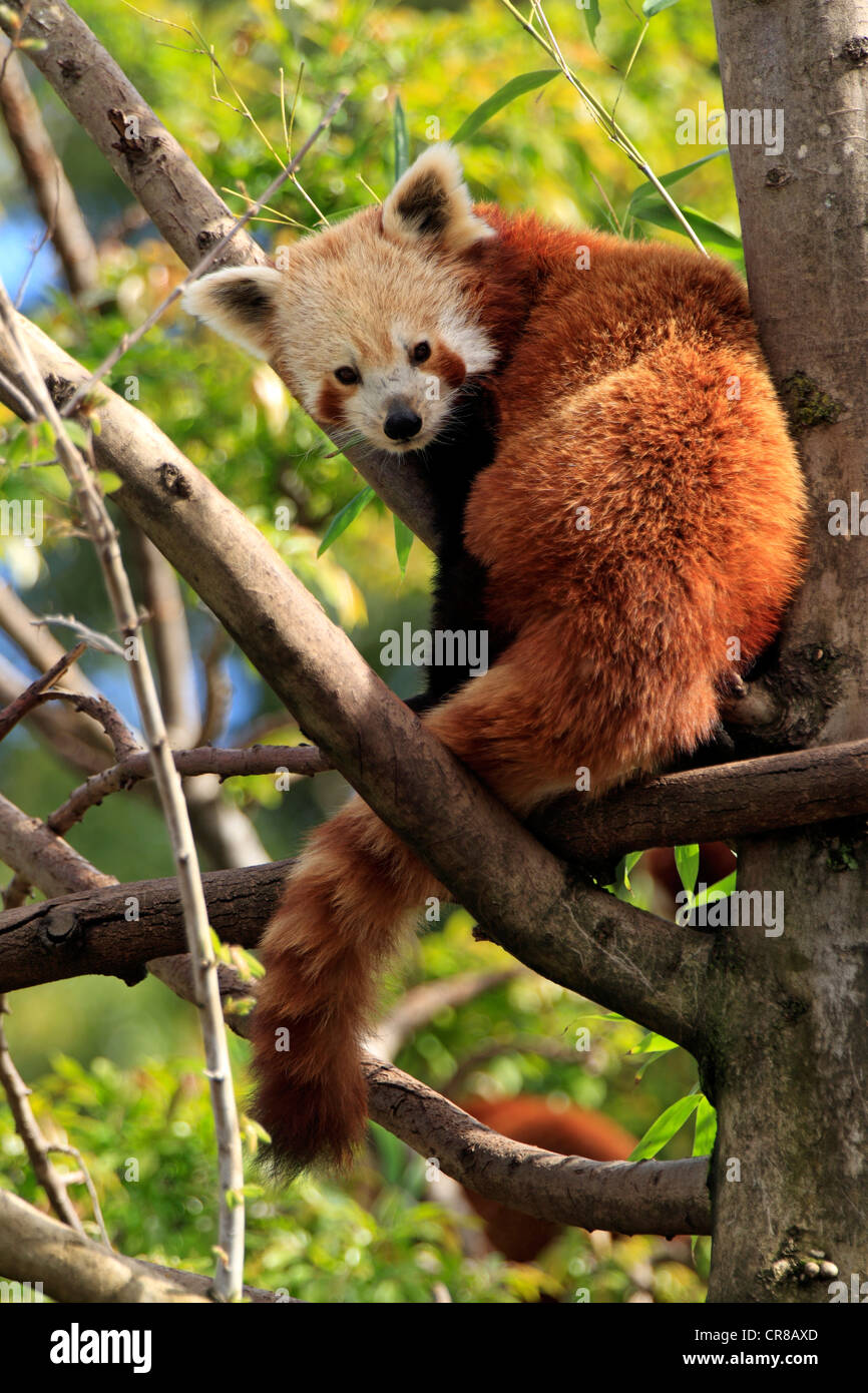 Le panda rouge (Ailurus fulgens fulgens), arbre, en Asie Banque D'Images