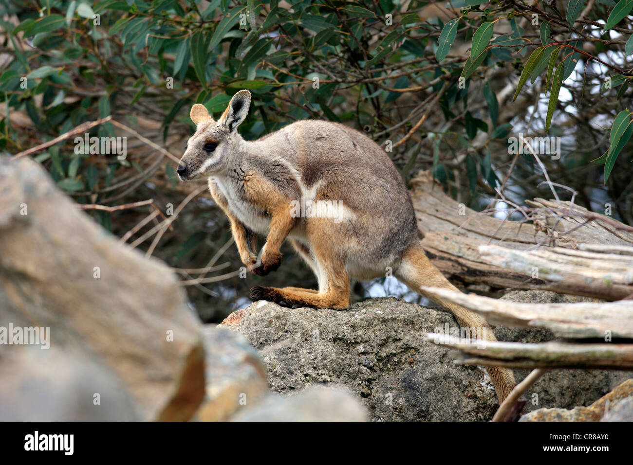 Yellow-footed Rock wallaby (Petrogale xanthopus-), l'Australie du Sud, Australie Banque D'Images