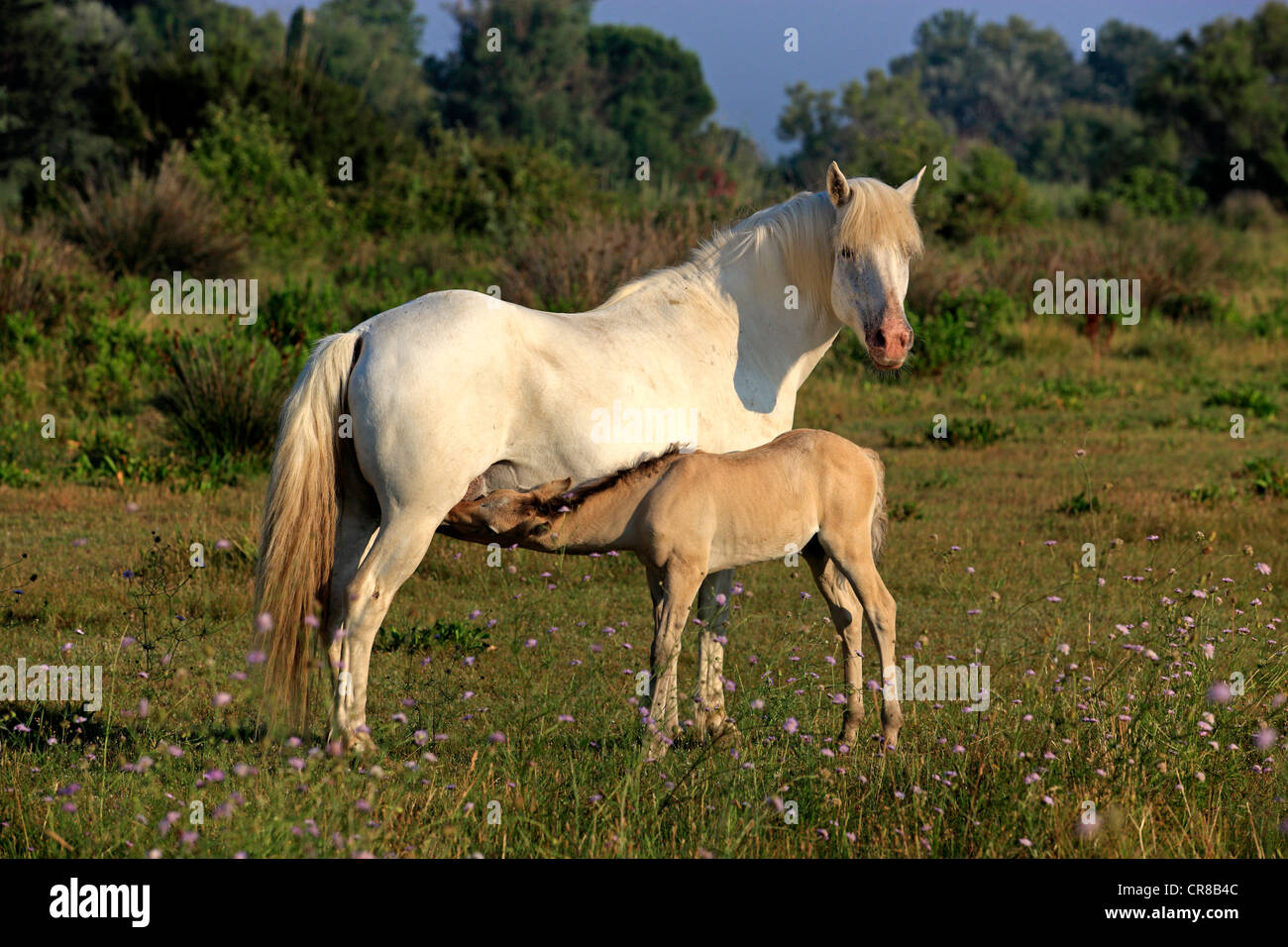 Cheval de Camargue (Equus caballus), mare et les poulain, Saintes Maries-de-la-Mer, Camargue, France, Europe Banque D'Images