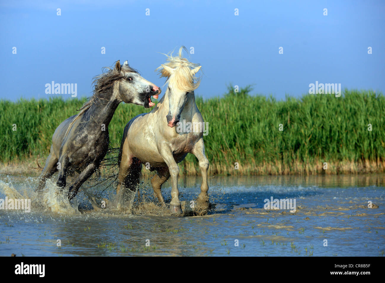 Chevaux Camargue (Equus caballus), deux étalons les combats dans l'eau, Saintes Maries-de-la-Mer, Camargue, France, Europe Banque D'Images