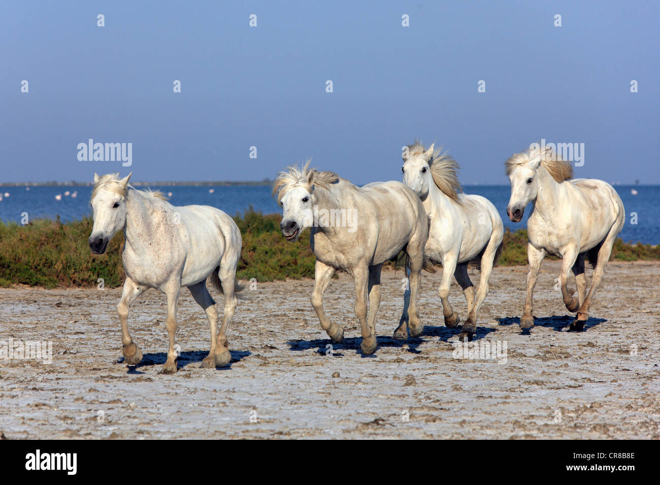 Chevaux Camargue (Equus caballus), les Saintes Maries-de-la-Mer, Camargue, France, Europe Banque D'Images