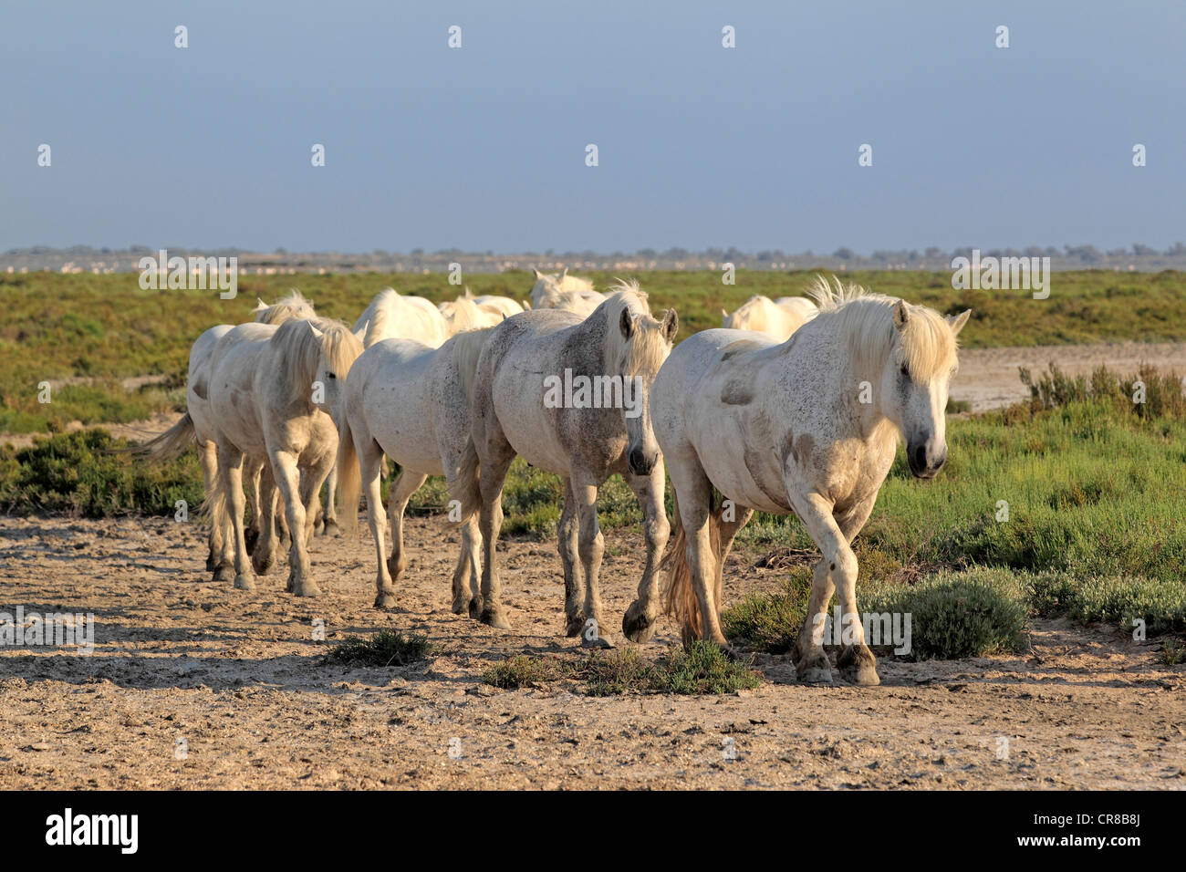 Chevaux Camargue (Equus caballus), troupeau, Saintes Maries-de-la-Mer, Camargue, France, Europe Banque D'Images