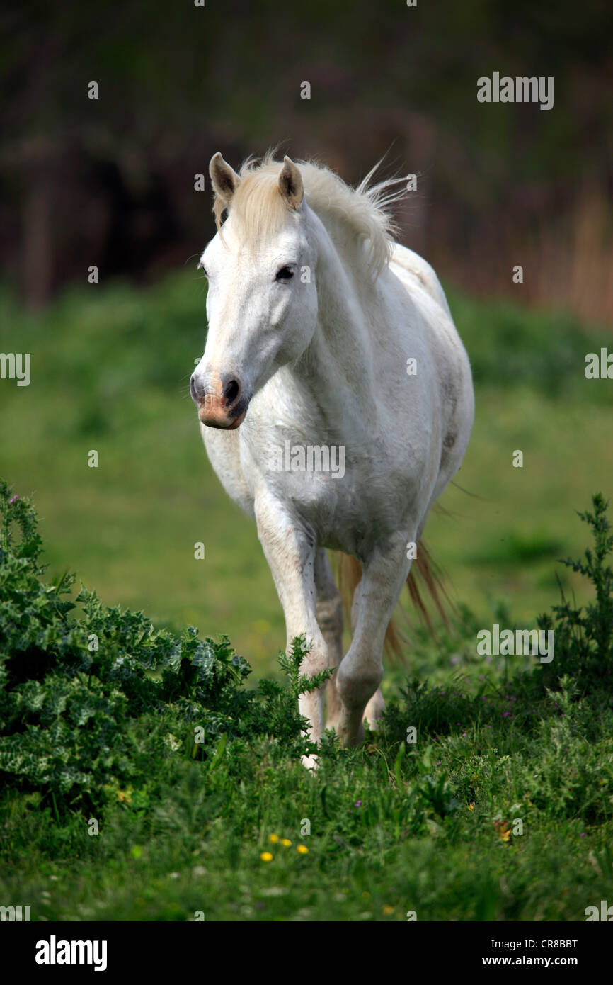 Cheval de Camargue (Equus caballus), mare, Saintes Maries-de-la-Mer, Camargue, France, Europe Banque D'Images