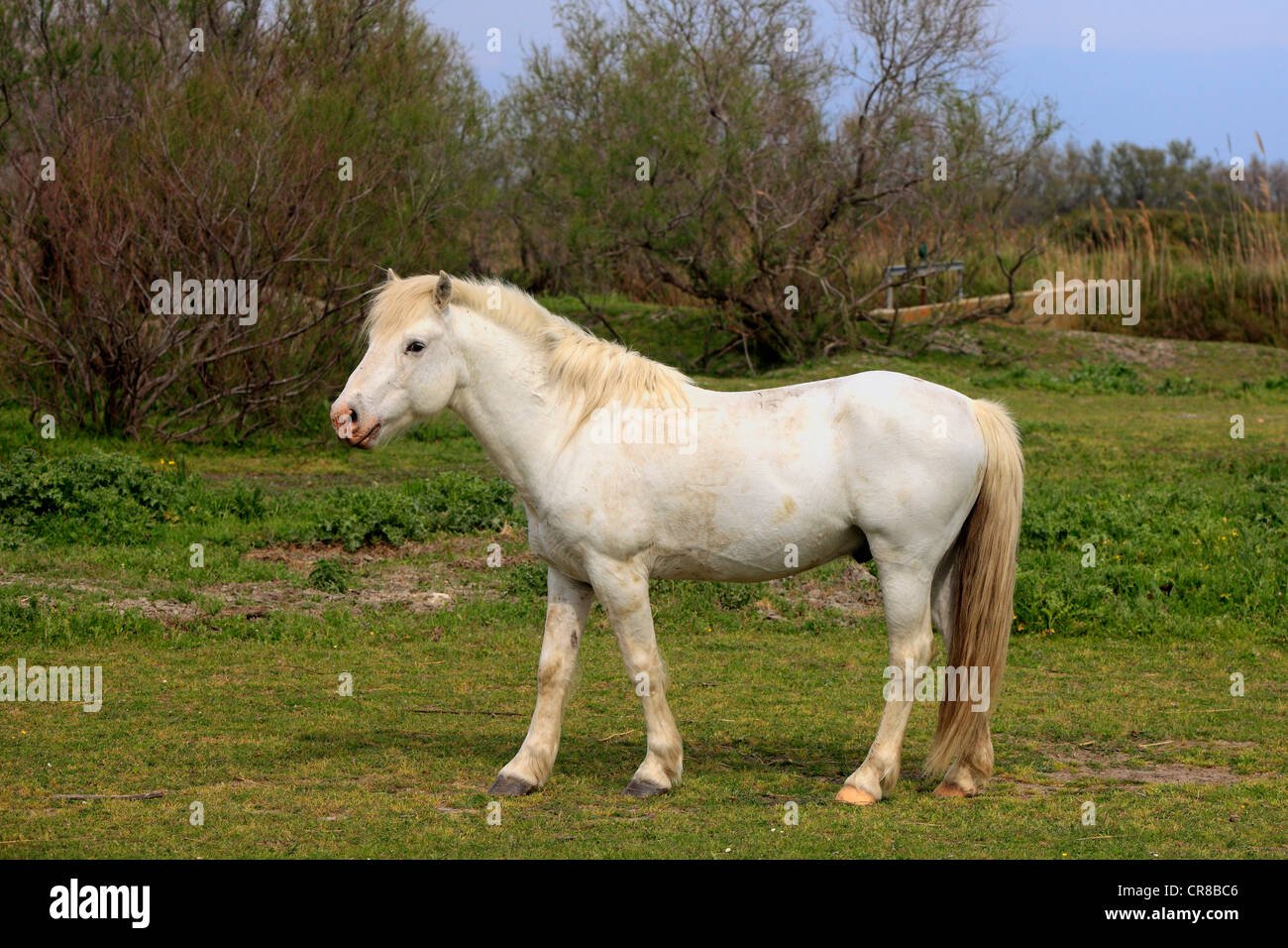 Cheval de Camargue (Equus caballus), mare, Saintes Maries-de-la-Mer, Camargue, France, Europe Banque D'Images