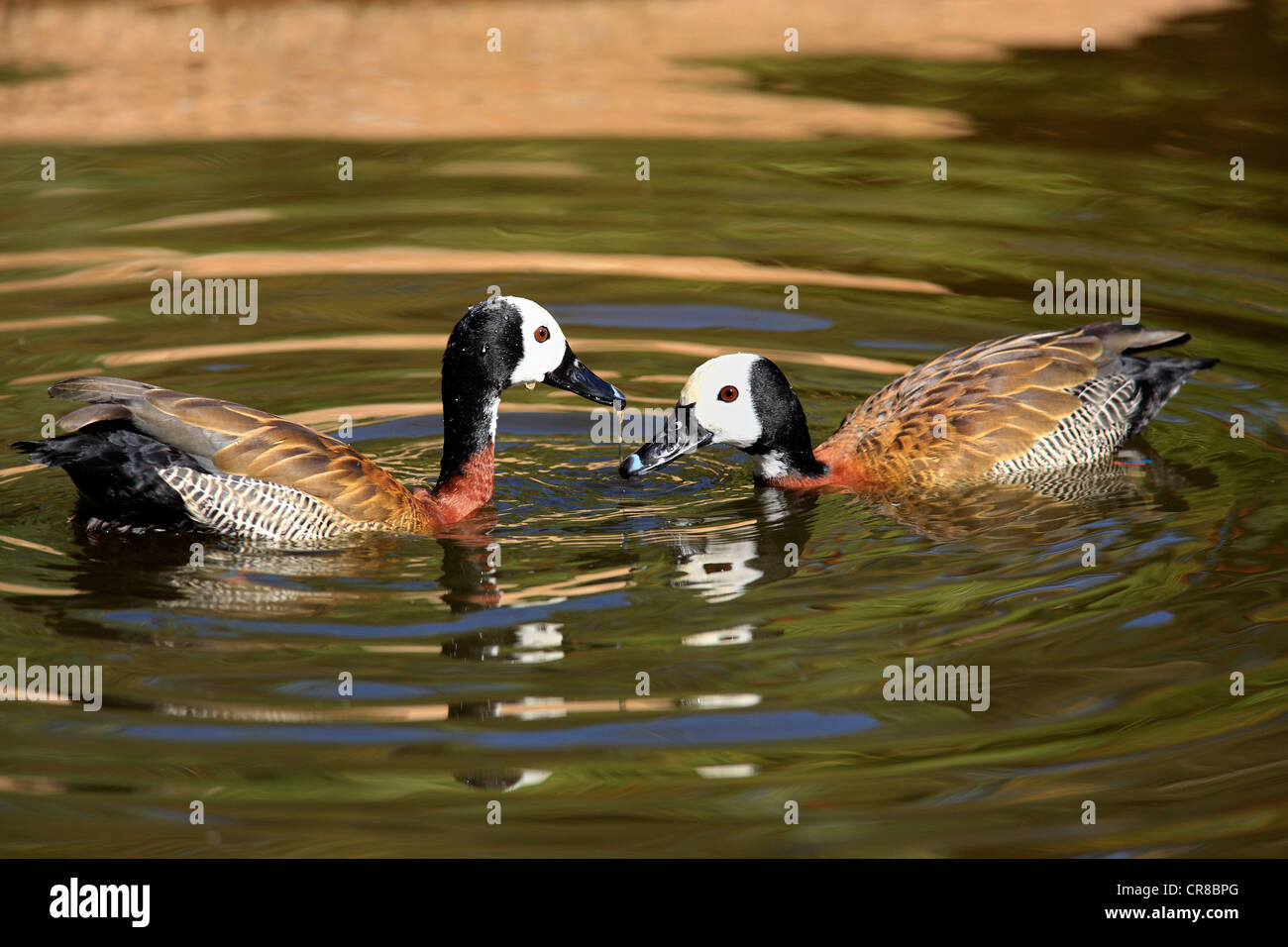 Sifflement à face blanche-canards (Dendrocygna viduata), paire adultes, flottant dans l'eau, Kruger National Park, Afrique du Sud, l'Afrique Banque D'Images