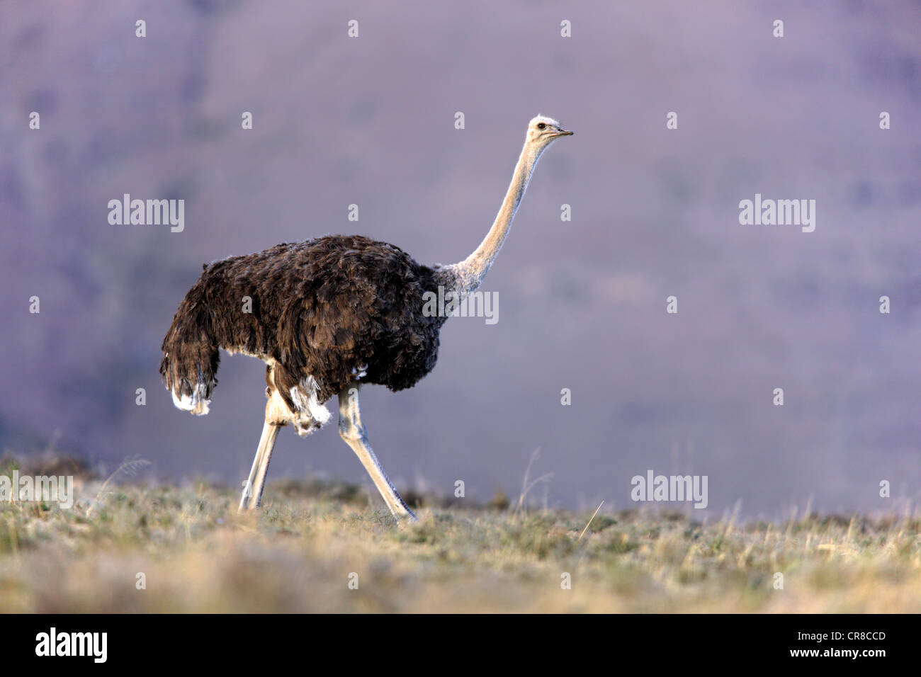 Le sud de l'Autruche (Struthio camelus australis), femme, Mountain Zebra National Park, Afrique du Sud, l'Afrique Banque D'Images