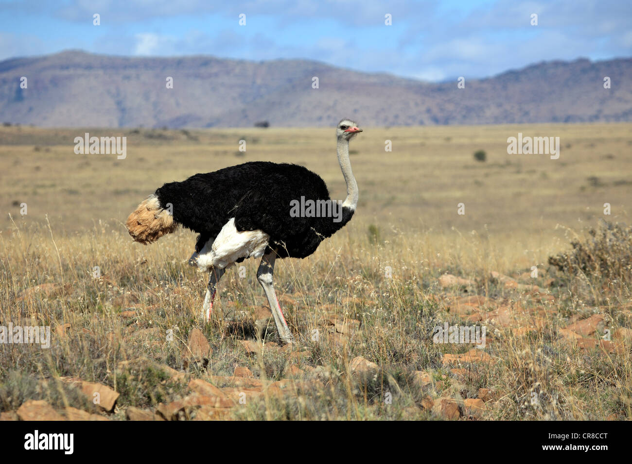 Le sud de l'Autruche (Struthio camelus australis), homme, Mountain Zebra National Park, Afrique du Sud, l'Afrique Banque D'Images