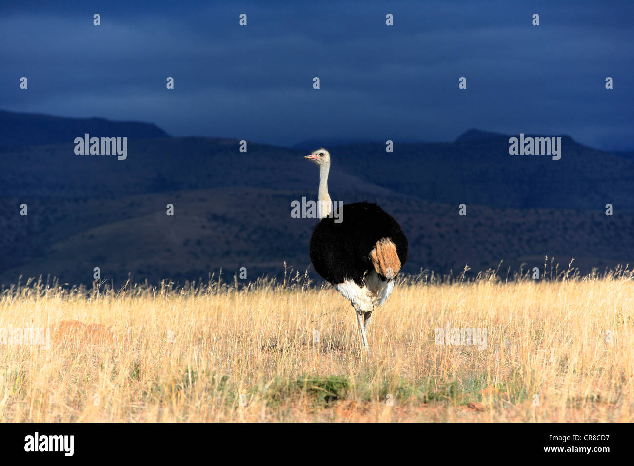 Autruche d'Afrique du Sud (Struthio camelus australis), homme, Mountain Zebra National Park, Afrique du Sud, l'Afrique Banque D'Images