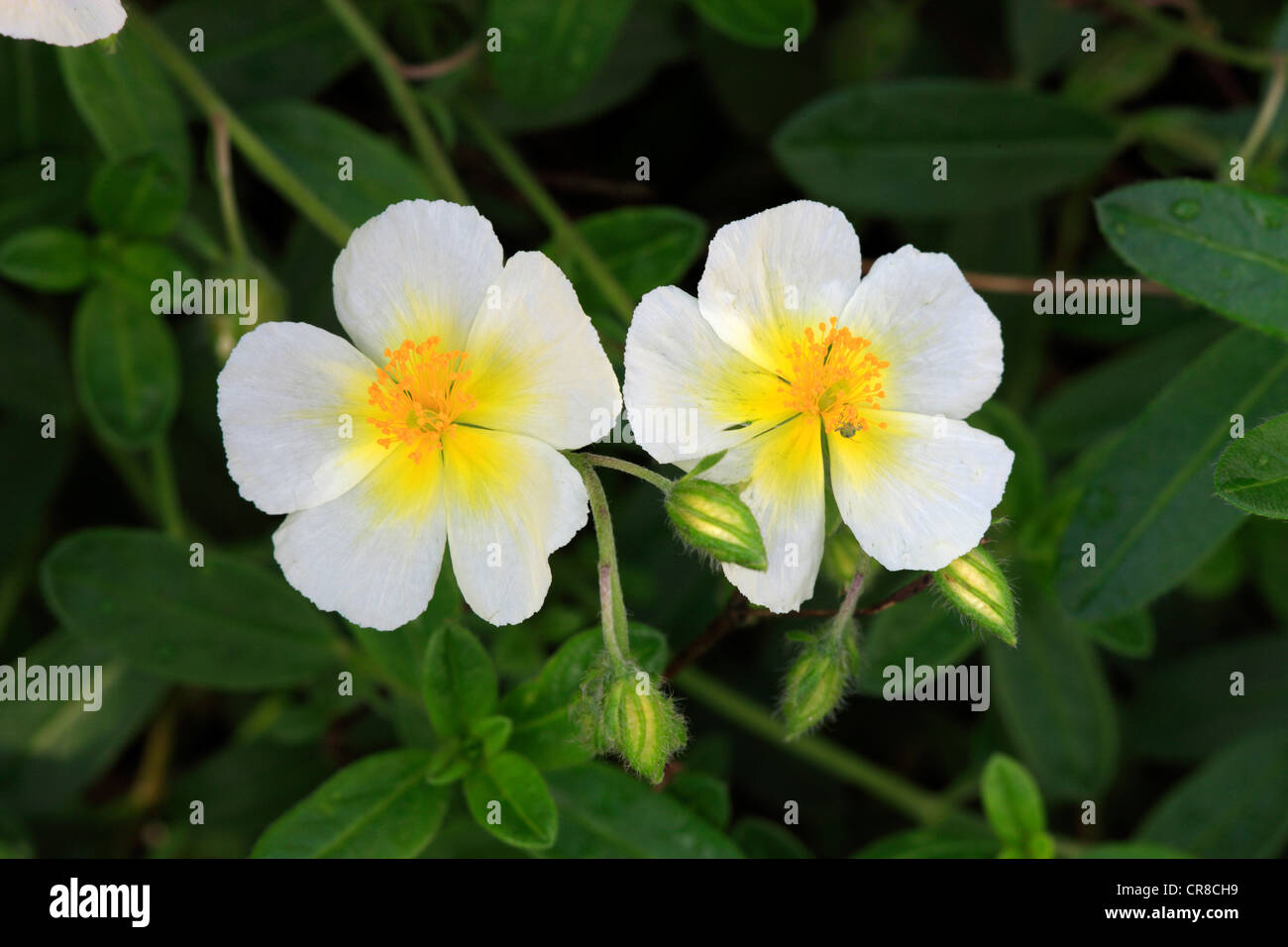 Rock Rose, sunroses rushrose ou (Helianthemum), fleurs, Germany, Europe Banque D'Images