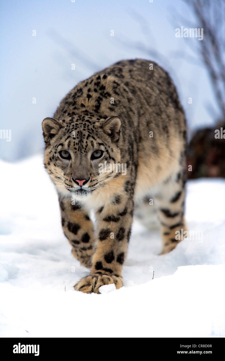 Léopard des neiges (Uncia uncia), adulte, neige, captive, Montana, USA Banque D'Images