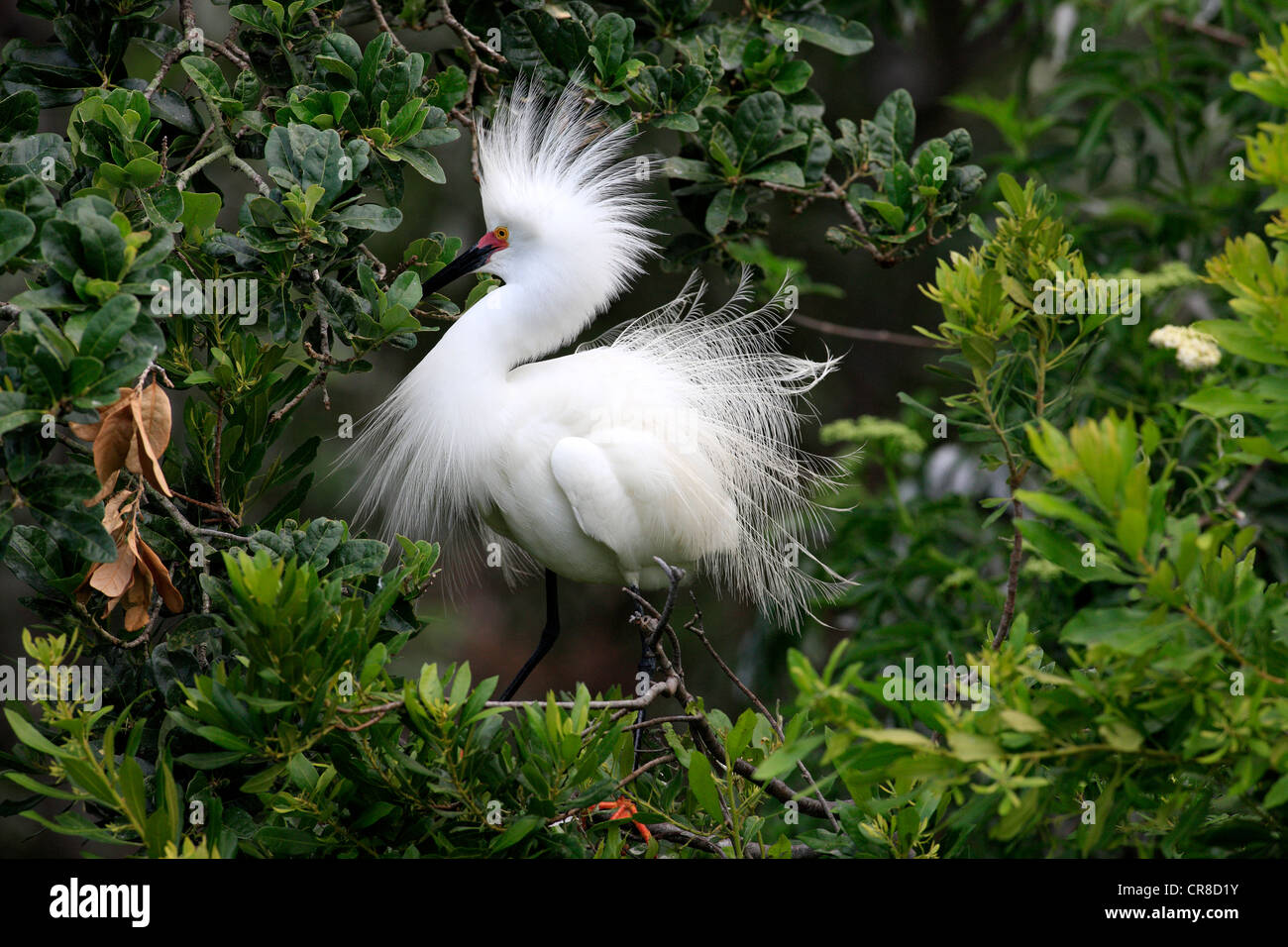 Aigrette neigeuse (Egretta thula), adulte, sur l'arbre, plumage nuptial, Florida, USA Banque D'Images