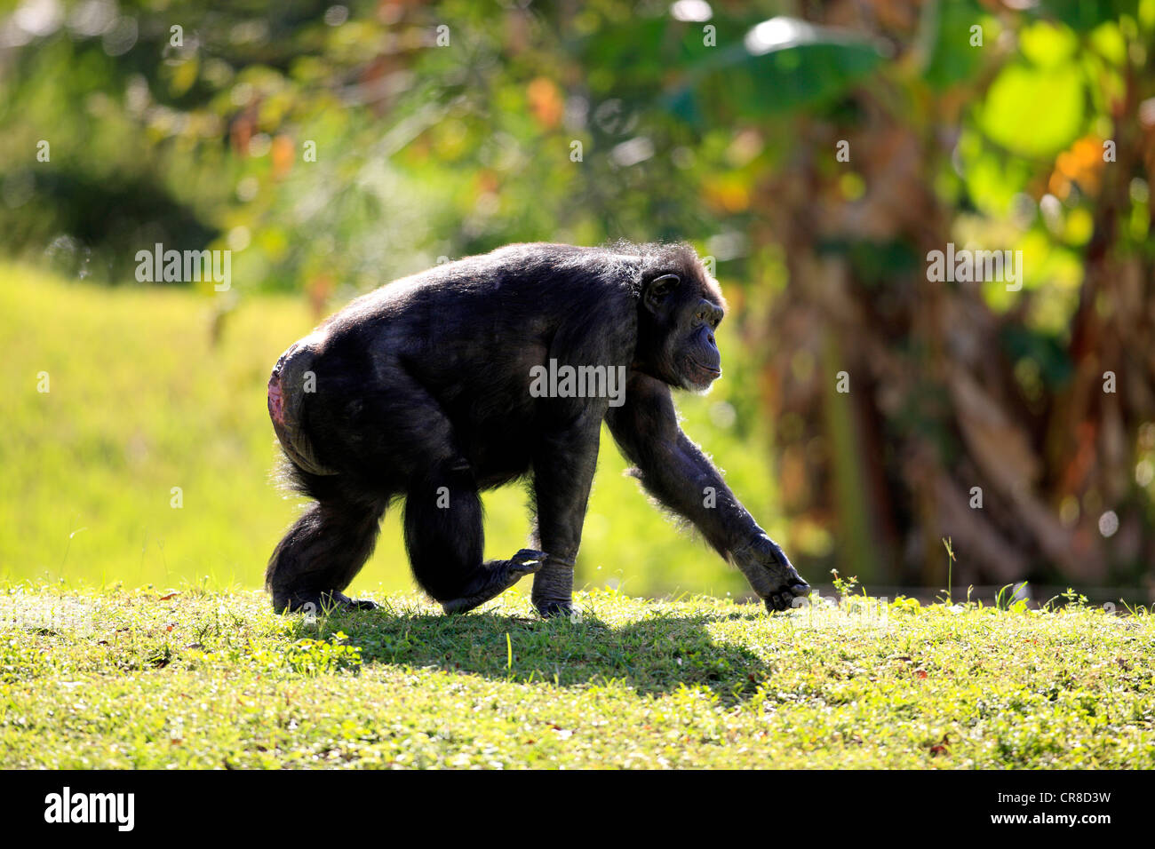 Chimpanzé (Pan troglodytes troglodytes), femme, tournant, captive, Florida, USA Banque D'Images