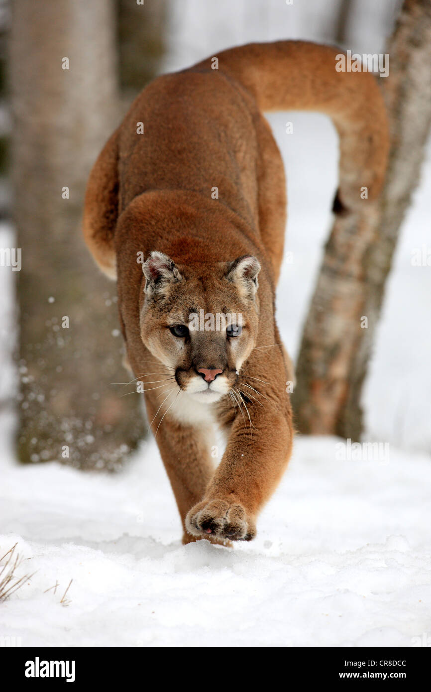 Cougar ou Puma (Puma concolor, Felis concolor), adulte, chasse dans la  neige, Montana, USA Photo Stock - Alamy