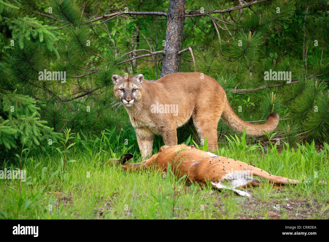 Cougar ou Puma (Puma concolor, Felis concolor), des profils avec les proies, Minnesota, USA Banque D'Images