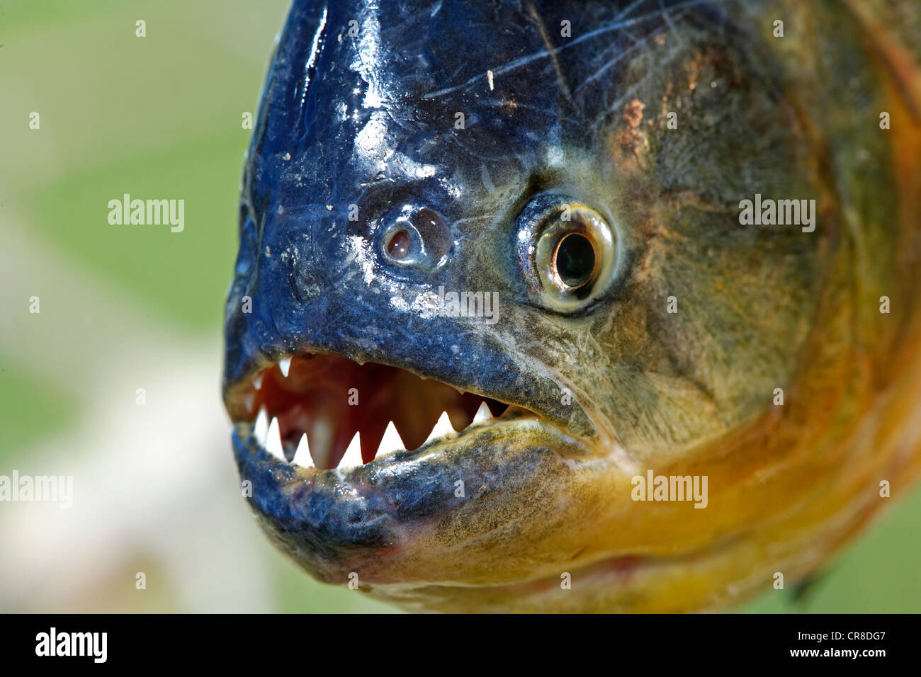 Le piranha à ventre rouge (Pygocentrus nattereri), adulte, portrait, Pantanal, Brésil, Amérique du Sud Banque D'Images