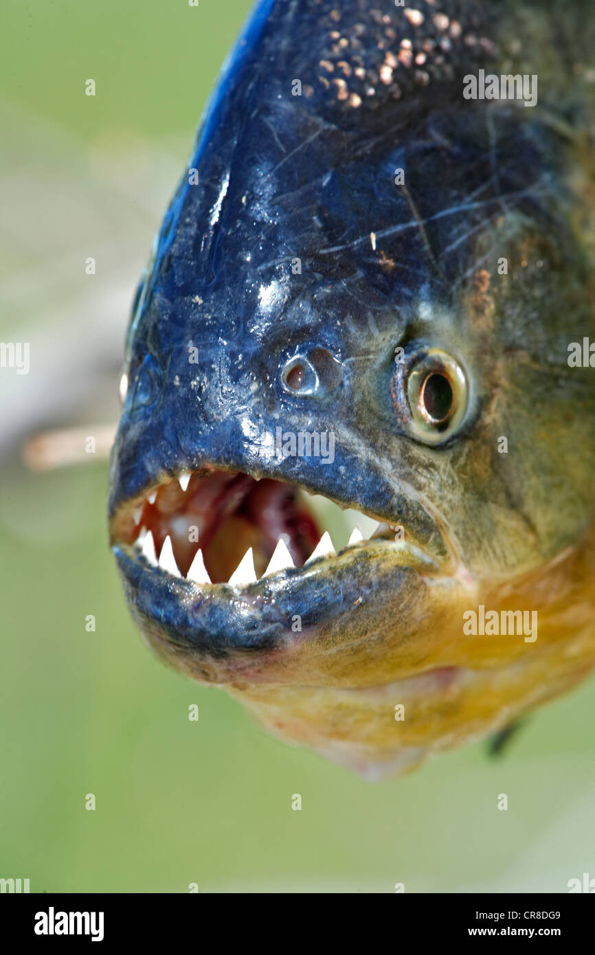Le piranha à ventre rouge (Pygocentrus nattereri), adulte, portrait, Pantanal, Brésil, Amérique du Sud Banque D'Images