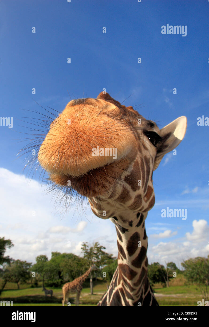 Giraffe réticulée (Giraffa camelopardalis reticulata), adulte, portrait, en captivité, Florida, USA Banque D'Images