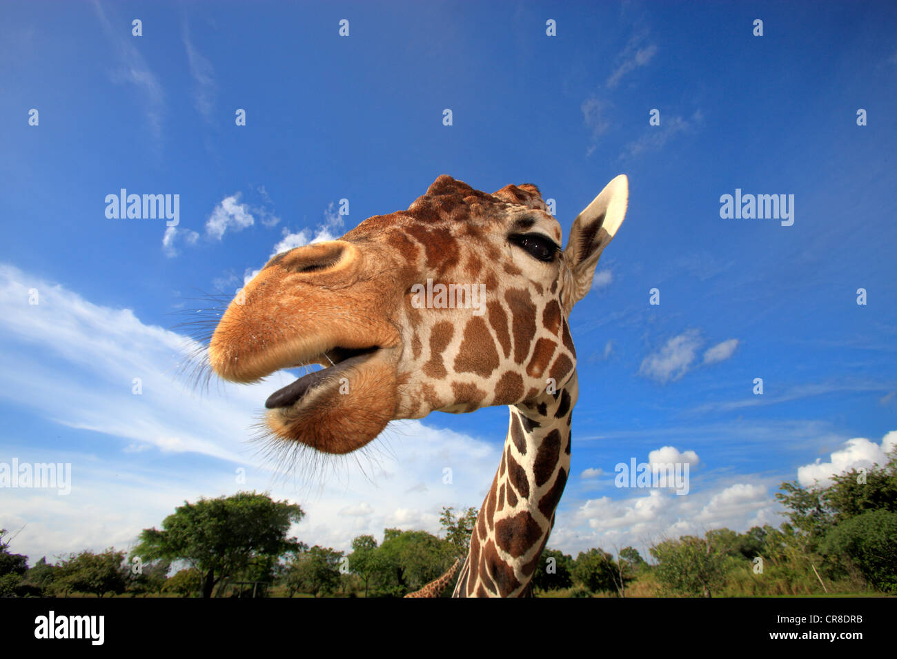 Giraffe réticulée (Giraffa camelopardalis reticulata), adulte, portrait, en captivité, Florida, USA Banque D'Images