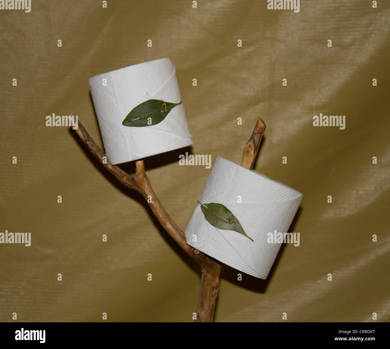 Rouleaux de papier toilette avec des épines d'Acacia Banque D'Images