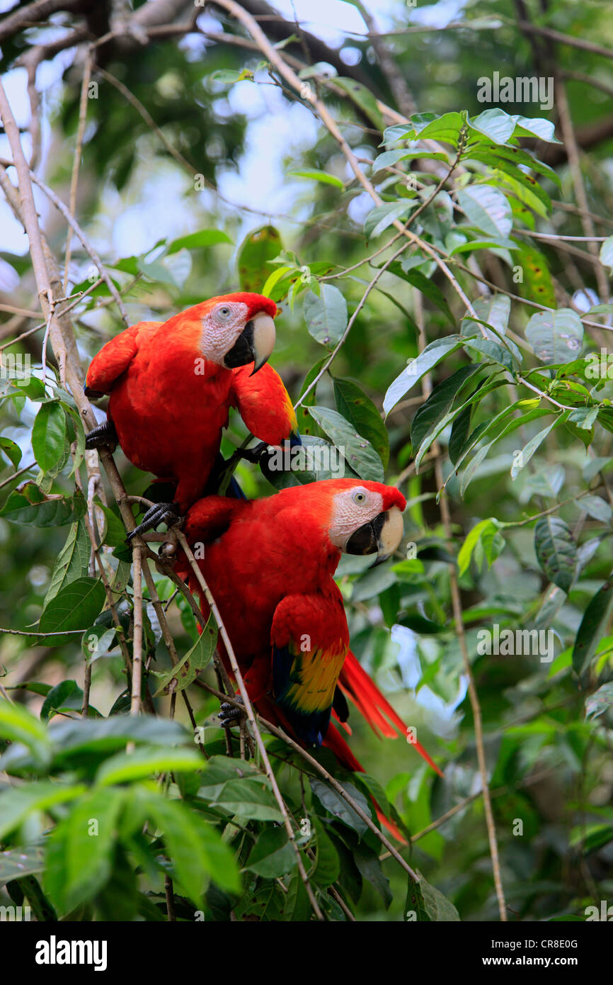 Ara rouge (Ara macao), des profils paire sur un arbre, Roatan, Honduras, Caraïbes, Amérique Centrale, Amérique Latine Banque D'Images