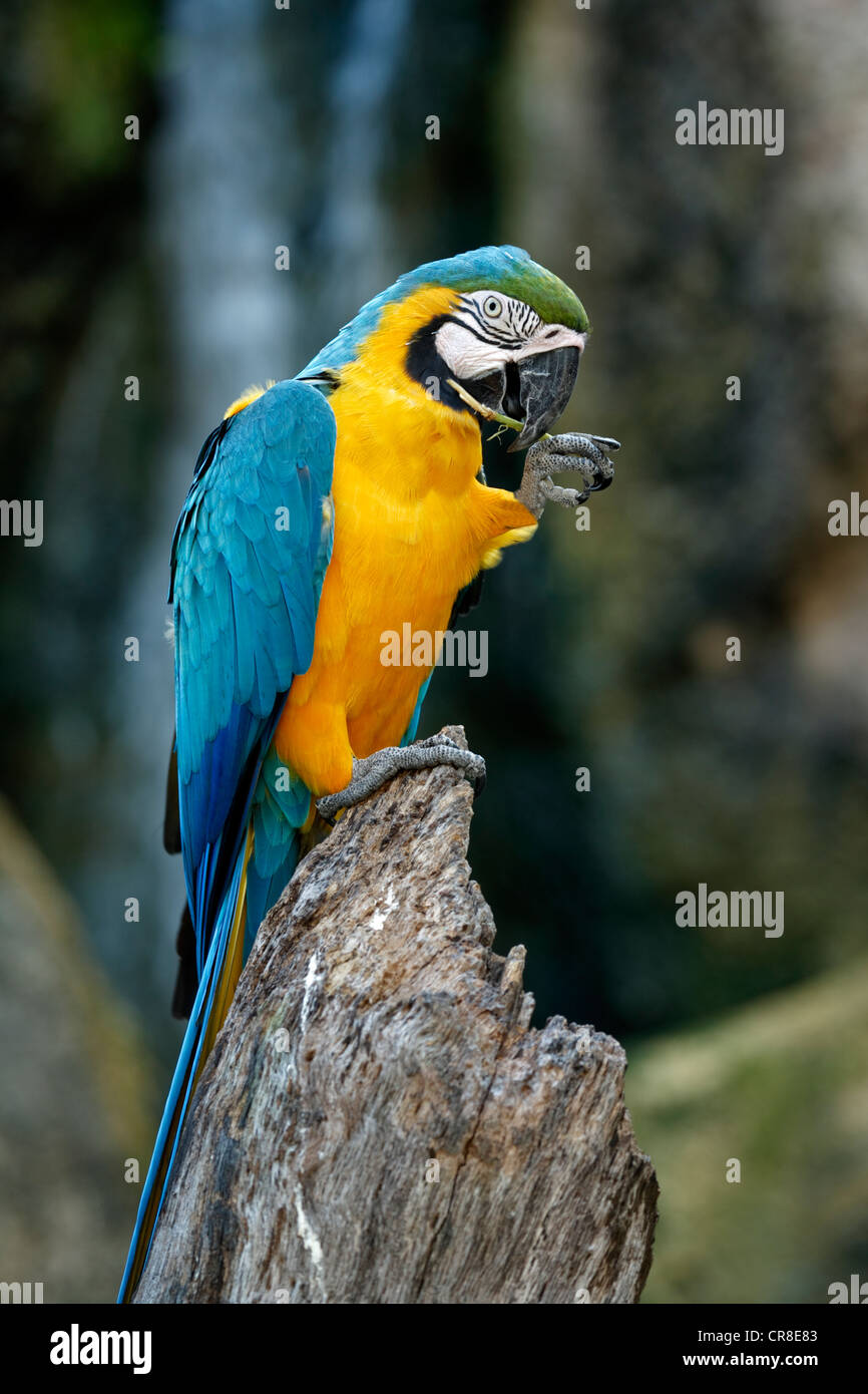 Blue-and-Yellow Macaw ou Bleu et or Macaw (Ara ararauna), adulte, l'Amérique du Sud Banque D'Images