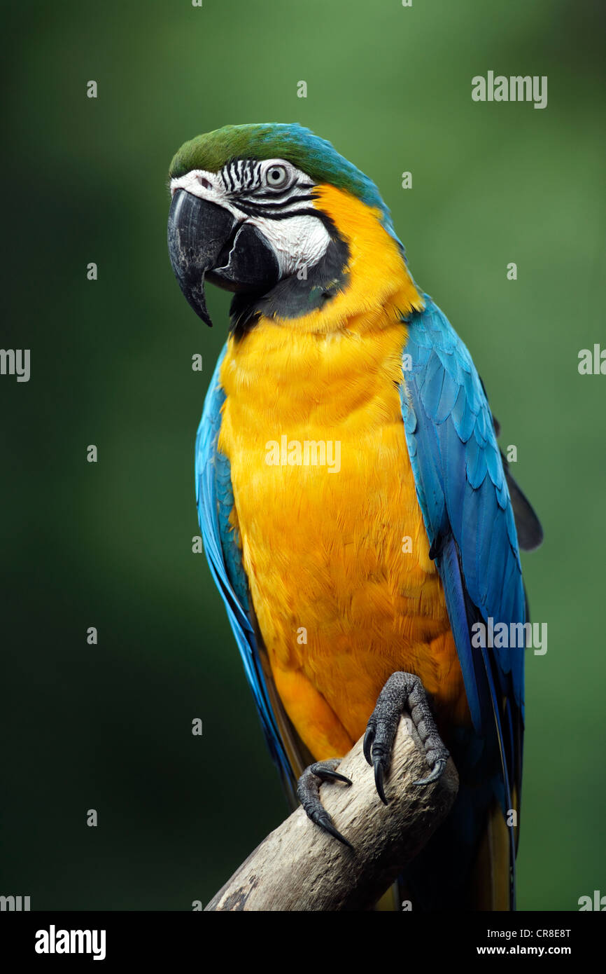 Blue-and-Yellow Macaw ou Bleu et or Macaw (Ara ararauna), adulte, l'Amérique du Sud Banque D'Images
