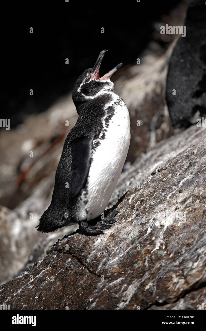 Îles Galápagos (Spheniscus mendiculus), adulte, debout sur les rochers, appelant, îles Galapagos, Equateur, Amérique du Sud Banque D'Images